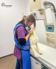 ClinicVet Vétérinaire Beaumont-le-Roger image 10