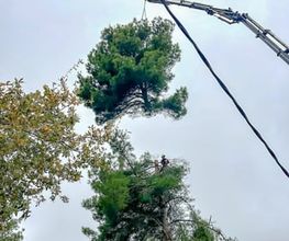 Sector Arbol imagen 13