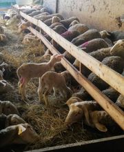 Ferme de La Grande Houssaie image 3