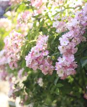 Elztal Gartenbau Bild 56