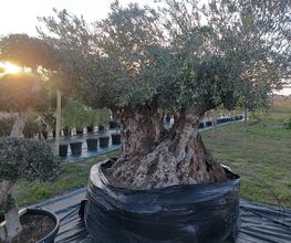 LM VEGETAL image 9