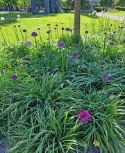 Bruno Winet, Privatgärtner Bild 12