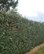 MJ Paysage 29 image 2