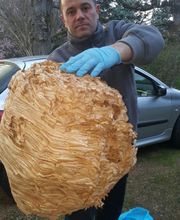 Stop Nuisibles 03 image 4