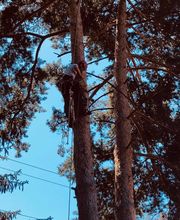 Elagage Gael Espaces Verts image 7