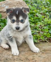 Reinado Canino imagen 20