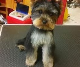 Au Bien Etre Canin image 3
