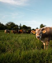 Tierheilpraxis Claudia Knöpfle Bild 1