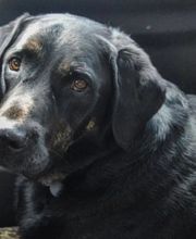 Tuckahoe Animal Hospital & Pet Center image 2