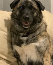 Rockhill Pet Clinic image 3