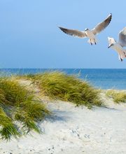 Immo de Nijs Cadzand-Bad