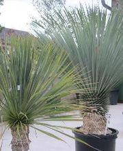 PALMENSTADL Bild 12
