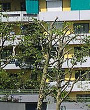 Felber & Weber Immobilien-Treuhand AG Bild 3