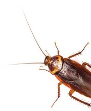 Bio Pest Services B.P.S. image 4