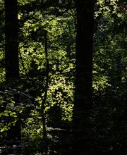 FriedWald Schwaigern Bild 6