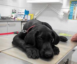 perro-paciente-05.jpg