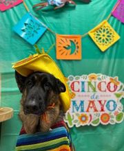 Fido Fido Dog Daycare & Boarding image 2