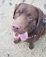 Keep Cool Dog image 1