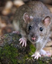 HS Nuisibles image 1