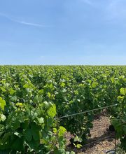 Champagne Bernard Clouet image 5