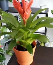 planta2.jpg