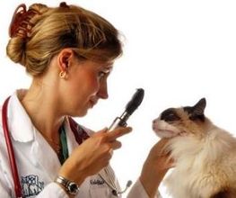 Clínica Veterinaria Villaluenga imagen 4