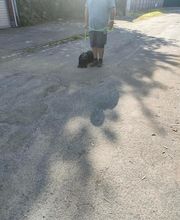 Antonio Rita Educateur et Comportementaliste canin image 19