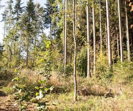 FriedWald Donaueschingen Bild 5