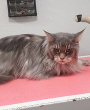 Toutou Tip Top image 9