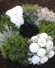 Blumen Kilger Bild 2