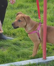 Centre d'Education Canine de Montauban 82 Association image 7