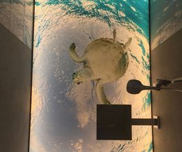 Spanndecke Schildkröte