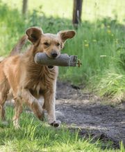 Miris Hundeschule Bild 12