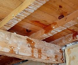 Protection Termite image 10