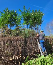 Sos Elagage image 14