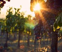 BODEGAS_AJUARTE_ENOTURISMO.jpg