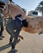 Mela Mobil Tierphysio Bild 3