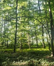 Blick in den Bestattungswald FriedWald Duttenstein.