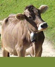 Gross- und Kleintierpraxis Geiser Biglen