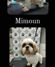 Salon de Toilettage Jenny Dog et Company image 5