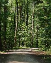FriedWald Wangen Bild 1