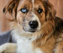 Pas Chiens Pas Chats image 3