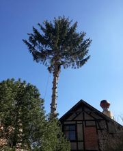 TC-Gartenbau Bild 13