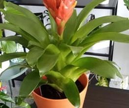 planta2.jpg