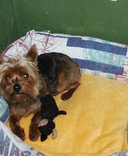 RESIDENCIA CANINA SORIA imagen 18