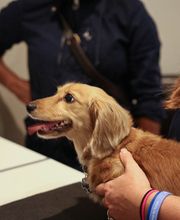 Pure Paws Veterinary Care of Clinton Hill image 14