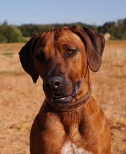 Rhodesian Ridgeback Züchter Bild 8