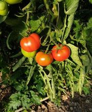 Marché Balmer Bild 1