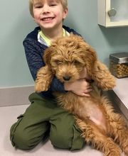 Gentle Doctor Animal Hospital image 1
