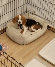 Adiestra2 / Adiestrador Canino en Barcelona y alrededores imagen 6